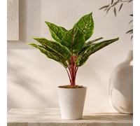 Leaf 38cm Potted Artificial Calathea Veitchiane in Green Leaf Green