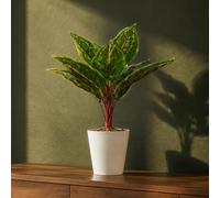 Leaf 38Cm Potted Artificial Calathea Veitchiane Premium
