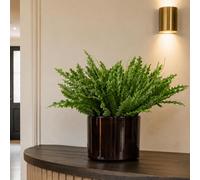 Leaf 40Cm Artificial Crocodile Fern Plant (Pack Of 12) No Planter