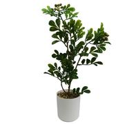Leaf 45Cm Artificial Aglaia Odorata Bonsai Ficus Tree