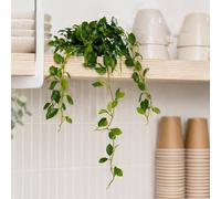 Leaf 55cm Artificial Trailing Ficus Vine Stem Premium in Green Leaf Green
