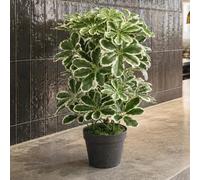 Leaf 55Cm Variegated Artificial Arboricola Plant