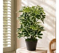 Leaf 55Cm Variegated Artificial Schefflera Arboricola Plant