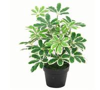Leaf 55cm Variegated Artificial Schefflera Arboricola Plant in Green Leaf Green