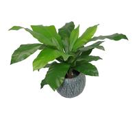 Leaf 60cm Bushy Large Artificial Bird's Nest Fern Plant in Green Leaf Green