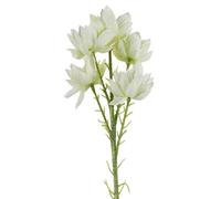 Leaf 60Cm White Starflower Stem - 5 Flowers