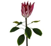 Leaf 65Cm Protea Sugarbush Flower Stem - Pink