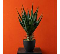 Leaf 70Cm Agave Tropical Yucca Artificial Premium