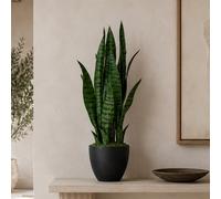 Leaf 70Cm Artificial Sansevieria Dark Green Premium