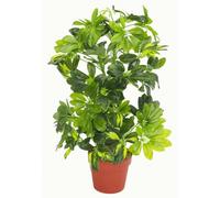 Leaf 75cm Artificial Arboricola Gold Capella Plant in Green Leaf Green