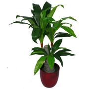 Leaf 75Cm Artificial Dracaena Plant - Wide Trunk Triple Branch Large