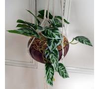 Leaf 85Cm Hanging Artificial Potted Pothos Plant With Planter