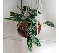 Leaf 85cm Hanging Artificial Potted Pothos Plant with Planter in Green Leaf Green