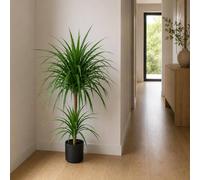 Leaf 90cm Artificial Double Dracaena Plant Premium in Green Leaf Green