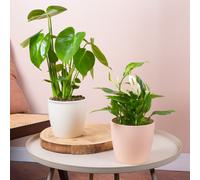 Leaf and Bloom House Plant Bundle - Monstera and Peace Lily Indoor Plant Mix
