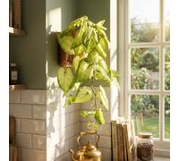 Leaf Artificial 25Cm Trailing Variegated Caladium Vine Plant Light Green