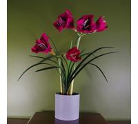 Leaf Artificial Amarylis Flowering Plant Pink - 60cm - 60cm - 60cm Amarylis Pink