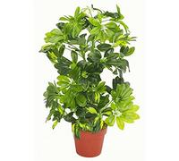 75cm Artificial Arboricola Gold Capella Plant Leaf Green One Size