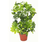 Leaf Artificial Arboricola Evergreen Plant, 55cm, Green Bush
