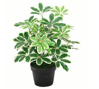 55cm Variegated Artificial Schefflera Arboricola Plant Leaf Green One Size