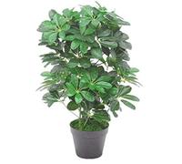 Leaf Artificial Arboricola Evergreen Plant, Golden Bush Capella, 70cm