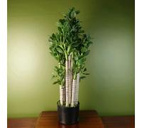 Leaf Artificial Deluxe 75cm Green Jade Plant - 75cm - Green - 75cm