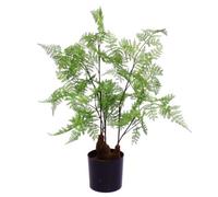 Leaf Artificial Fern Plant 60Cm Fern 60Cm In Plant Pot 2Ft