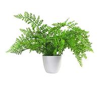 Artificial Potted Fern White Pot - Green