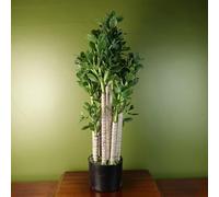 Leaf Artificial Foliage Plants, Green, 75cm