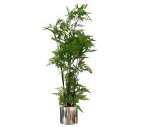 Leaf Artificial Natural Look Moss Fern Large Silver Planter 150Cm 5Ft Realistic Botanik