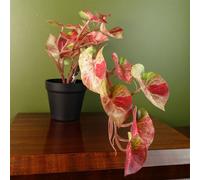 Leaf Artificial Pink Caladium Potted Trailing Plant Botanik