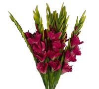 Leaf Artificial Pink Gladioli Stem Flower 115cm Large Realistic Pack of 6 Leaf Pink