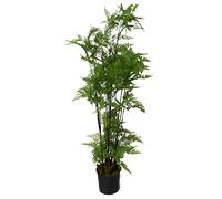 Leaf Artificial Realistic Natural Look Pot, Moss Fern Large, 150cm