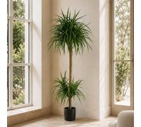 Leaf Botanik 180Cm Green Artificial Palm Tree