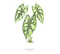 Leaf Caladium Argyrites Art Print Poster Wall Decor
