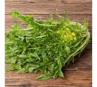 Leaf Chicory Seeds - Catalogna Puntarelle Brindisina - Heritage Italian Variety - Crisp Serrated Leaves & Tender White Stalks - Long Harvest Season - Easy to Grow