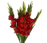 Leaf Design Large Artificial Gladioli Stems