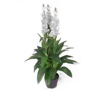 Leaf Design UK Artifical Orchid Plant
