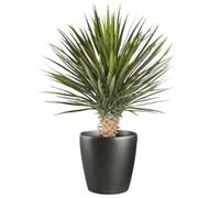 Leaf Design UK Artificial Yukka Tropical House Plant