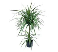 Leaf Design UK Artificial Yukka Tropical House Plant