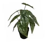 Leaf Design UK Realistic Artificial Foliage Plant with Pot, Begonia Maculata Black, 35cm