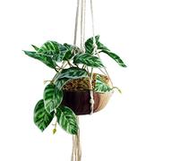 Leaf Design UK Realistic Artificial Foliage Plant with Pot, 85cm