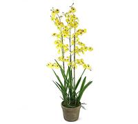 Orchid Leaf Green One Size