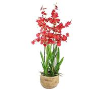 Orchid Leaf Green One Size