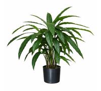 Leaf Design UK Realistic Large Artificial Foliage Plant with Pot, Calathea, 60cm