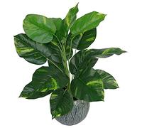 Leaf Artificial Foliage Plant Pot Devils Ivy 60Cm Plants