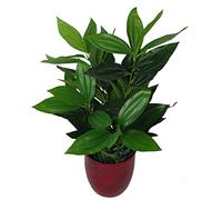 Leaf Design UK Realistic Large Artificial Foliage Plant with Pot, Evergreen, 70cm