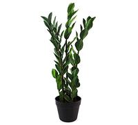Leaf Design UK Realistic Large Artificial Foliage Plant with Pot, Zanzibar Gem, 75cm