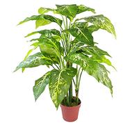 Leaf Design UK Spotted Evergreen Artificial Plant