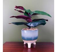 Leaf Large Artificial Ficus Plant With Teal Blue Green Ceramic Planter Botanik